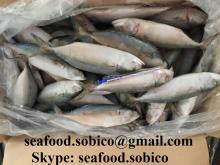 INDIAN MACKEREL W/R, CLEANED, cheap price from SOBICO VIETNAM - Skype: seafood.sobico