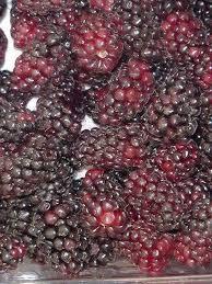  IQF /  frozen   blackberry  fruit