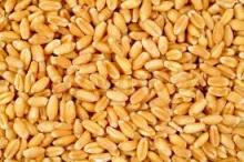 Wheat Grain.