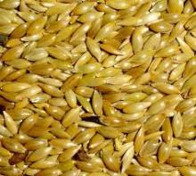  canary  seed