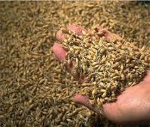  MALT   BARLEY 