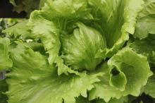 Hydroponic  Iceberg  Lettuce