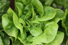 Hydroponic Butterhead/ Boston  Lettuce