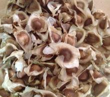 MORINGA OLEIFERA SEEDS DRUMSTICK TREE PURE ORGANIC 100%