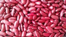 new crop red kidney beans price