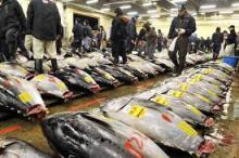 frozen fresh bluefin tuna fish
