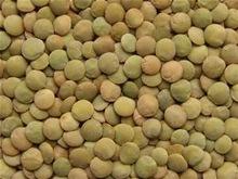 Green football lentils