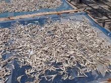 Dried Anchovies boiled salted