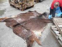 Dry/Wet Salted/Unsalted Donkey Hides for Sale Weight: 8 to 12 kgs and Up