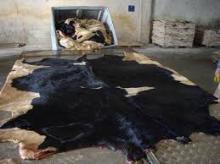 Wet Salted Cow Hides, Donkey Hides,Rabbit Hides,Horse Hides