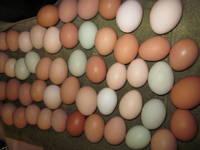 Fresh White and Brown Chicken Eggs