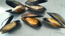 Frozen whole shell mussels