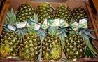 Fresh Golden Pineapple