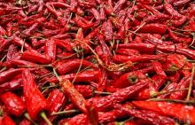 Red  Chilli   Pepper 