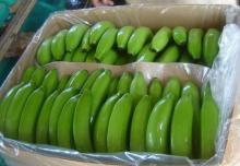 Fresh Green Cavandish Banana
