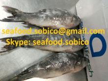 CHEAP PRICE FROZEN ROHU FISH (Latin name: Labeo Rohita) FROM SOBICO VIETNAM