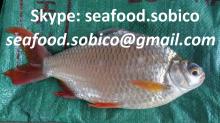 VIETNAM FROZEN RIVER BARD FISH WHOLE ROUND CHEAP PRICE ( FDA No.: 13412561396