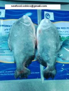 LOW PRICE FROZEN RED POMFRET ( COLOSSOMA BRACHYPOMUM)- Skype: seafood.sobico