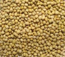 soybean