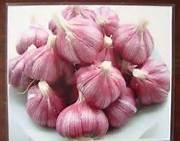 Red Fresh Garlic