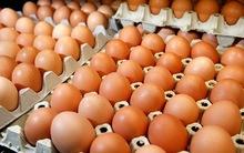 Farm Fresh Brown Table Chicken Eggs