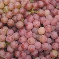  Red   Global   Grape  for sale