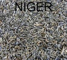 Niger seeds