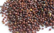 Special Mustard seeds for sale