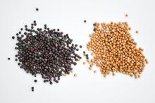 Black And Yellow Mustard Seeds Available