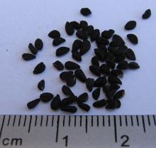 Black Cumin Seed