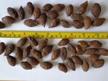 BEST PRICE FOR MALVA NUT WITH GOOD QUALITY