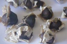 moringa leaves /moringa seed /moringa extract powder