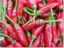 Fresh Red Chilli/ Hot Chili/ High quality