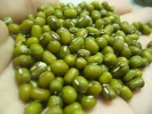 Size3.0mm-4.0mm Green Mung Beans,2016 agricultural crops