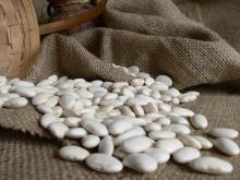High quality white Kidney Bean