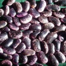 Large Black Speckled Kidney Beans For Sale