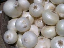 Supplier of Fresh White Onion from South Africa
