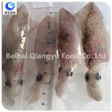 frozen  whole   round   squid 