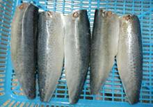  Mackerel   fillets 