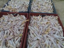  Top  Quality Grade A Frozen Chicken feet