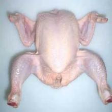 frozen whole chicken ,chicken feet,chicken wings,chicken paws for sale with low price