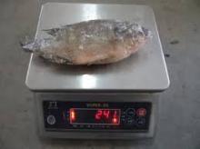  Frozen   Tilapia   Fish   Frozen  Fillet iqf Seafood