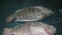 frozen Tilapia whole round/fillets