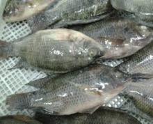 we are certified producers,sellers and  distributor s of the best qualuty Tilapia and other related