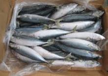 IQF frozen fish(pacific mackerel)