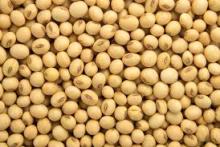 Non gmo yellow soybean for export