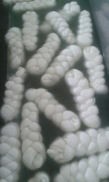 Majdolah Cheese