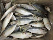 indian mackerel frozen mackerel for sale