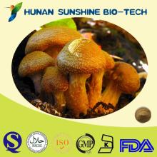 Armillaria Mellea Extract