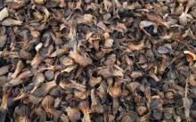  Palm   Kernel  Shell